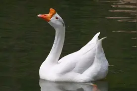 鲜鹅血能抗癌治癌？大爷每天一碗鲜鹅血治胃癌，悲剧因此发生图片