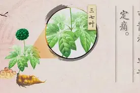 三七叶，作用跟三七相似，还可以泡茶、做凉菜图片