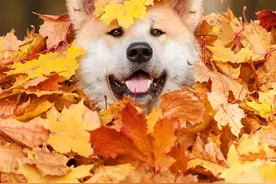 汪汪和猫咪你喜欢哪一个？图片