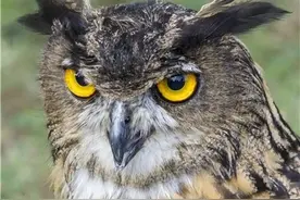 俗话：“两鸟进宅，无祸也有灾”，是哪种鸟不能进宅，有道理吗？图片