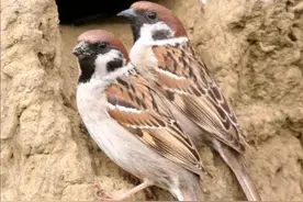 强龙难压地头蛇图片