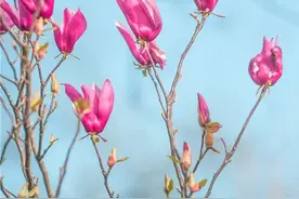 我们一起看春光(16) | 木兰花谷，3000亩花海迎来最美季图片