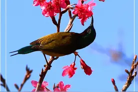 钟花樱桃：向春而生 满树灿烂图片