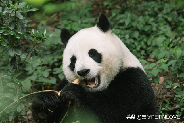 鐚挭鐪熺殑闇€瑕佸悆閭ｄ箞楂樿泲鐧界殑椋熺墿鍚楋紵