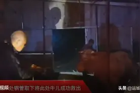 山西万荣：牛棚倒塌“牛魔王”被困 消防紧急救援图片