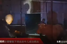 山西万荣：牛棚倒塌“牛魔王”被困 消防紧急救援图片