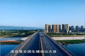 渠县全力打造200亿生猪全产业链图片