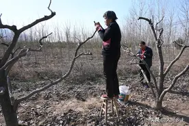 山西老夫妇手拿刀片给柿树做移植手术，手法娴熟，一天完成40棵图片