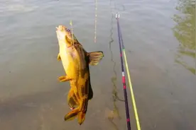 这样钓鲜美的昂刺鱼很有效，不管白天、黑夜都有大惊喜图片