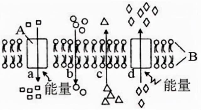 广东省普通高中2022届高三上学期10月阶段性质量检测+生物