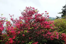 戴醒群：满门忠烈唯一的女性，牺牲的时候身怀六甲图片