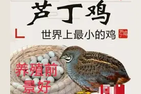 比鸡蛋还小的鸡—芦丁鸡，个头虽小，营养却很高，养殖前景很不错图片