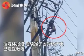 湖北宜昌  猴子被卡高压线致大范围停电  受伤严重已送医救治图片