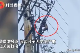 湖北宜昌  猴子被卡高压线致大范围停电  受伤严重已送医救治图片