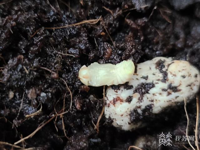 夜幕下闪耀的小精灵，关于萤火虫你知道多少？