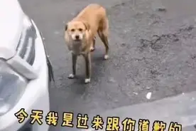 狗子绝育后找医生寻仇，在门口骂街3个月，医患关系很紧张图片