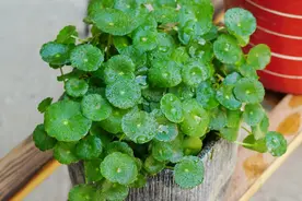 要想把铜钱草养出美感，记住一句“口诀”照着养图片