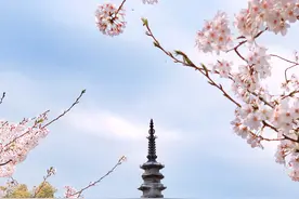隐藏在杭州城里的神仙地！成片樱花林+复古小火车，简直美炸图片