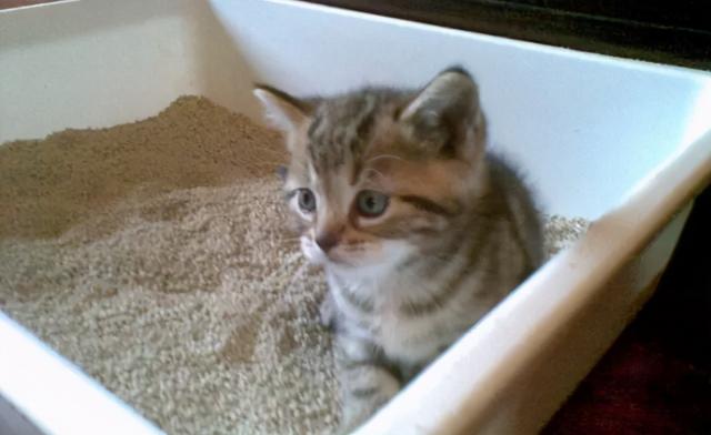 猫吃了豆腐猫砂怎么办