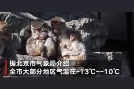 太冷啦！北京动物园猴子抱团取暖 相互依偎画面温馨图片