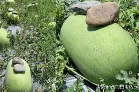 瓜农在西瓜上压一块石头，作用原来是为预防这个，你是否也想错了图片