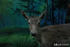 “荷赛”为什么爱聚焦环境？去看看野生动物的生存现状吧图片