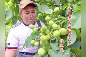 「弘蕊科技」 核桃果苔副梢处理的技术要点及原理图片