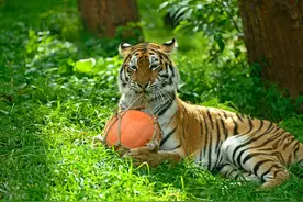 山东农村顺口溜-一二三四五，上山打老虎图片