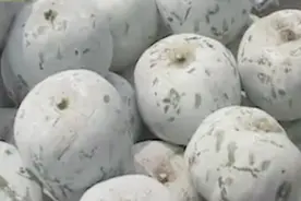 冬瓜品种大揭秘：冬瓜有白霜好不好？哪种冬瓜最好吃？视频封面