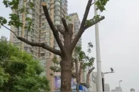 「我为群众办实事」行道树被剪枝变得光秃秃？城管委：提高抗病虫能力、减少倒伏的综合考量结果图片