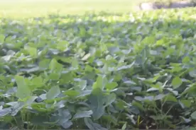 大豆只长棵，如何控旺能增产？3个方面要注意，做对了产量高图片