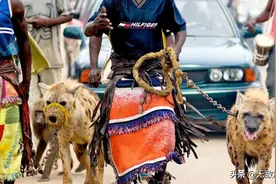 鬣狗为什么害怕非洲人？看看非洲人是怎么对待它们的，满满的心酸图片