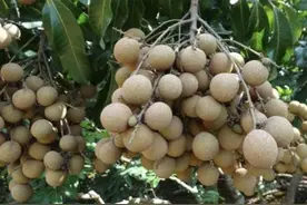 为什么农村里的龙眼树都是隔年才开花结果？主要原因有以下几点图片