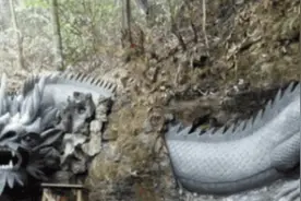 男子上山砍柴发现山坡一条龙，走近看清后，惊喜不已图片