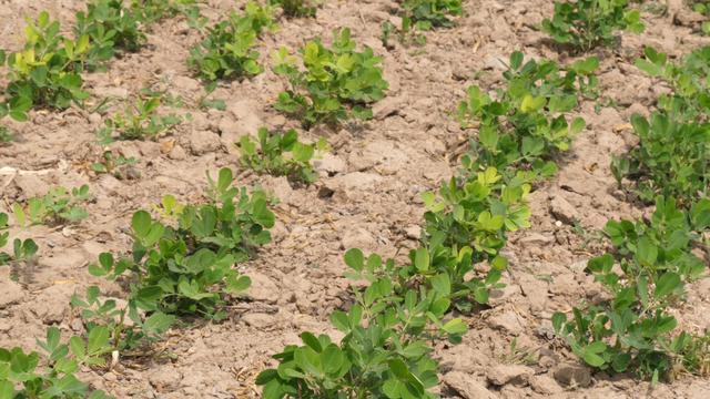 别再错误的用花生三遍药了，浪费钱还不高产，快来看看正确的方法