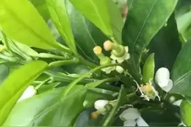 砂糖橘需保果，春梢没老熟，谢花肥怎么下？果农纠结的问题分析图片