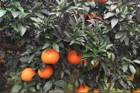 红美人柑橘叶片黄化发生原因及防治措施图片