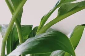 选择信任一个人，就不会怀疑的星座，疑人不用，用人不疑图片