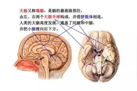 知识速记 |大脑-额叶功能、病损表现及定位诊断图片