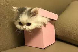 好想收到一份这样的礼物，萌萌哒的猫咪图片