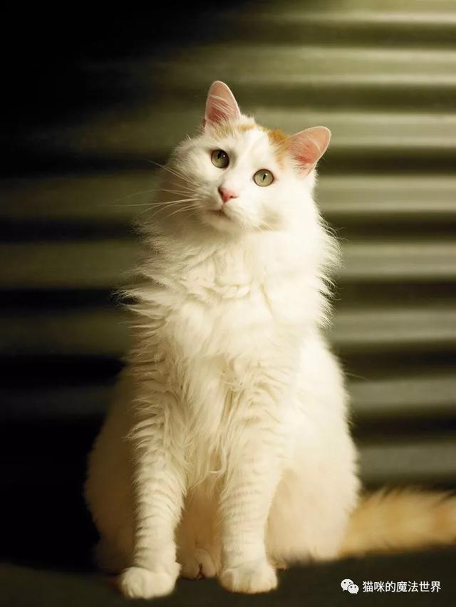 土耳其安卡拉猫 土耳其安哥拉猫和狮子猫的区别(图20) 土耳其安卡拉猫 土耳其安哥拉猫和狮子猫的区别(图20)