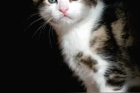 我家老猫跑到村里久不住人的房屋里生产了四只小猫，为啥会这样？图片