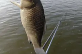 徐塘水库钓鲫，这样配饵既简单又好用图片