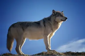 人与狼搏斗谁更厉害？猎户爷爷说他有三成胜算，说说和狼有关的事图片