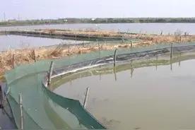 警惕！新手养殖小龙虾失败的几个可能因素！图片