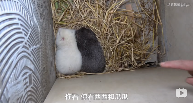 鸡皮疙瘩2在线观看带字