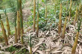 大自然的馈赠，家乡的苦竹笋，有吃过吗？图片