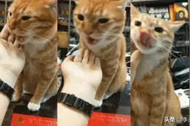 养猫必备药！刷医保卡就能买图片