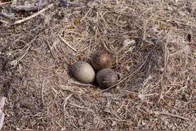 “露天朝上”的鸟窝，遇到下雨怎么办？原来它们早就有应对策略了图片