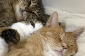 情侣猫咪~by GO HOME LOA2图片